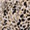 beige schwarz gemustert