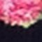marine pink gemustert